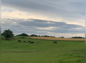 Professioneller Aufzuchtplatz für Absetzer und Jungpferde