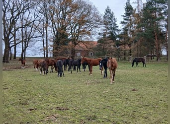 Raised with plenty of turnout and free movement