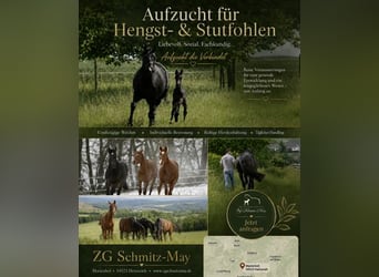 Raising / Foal Development