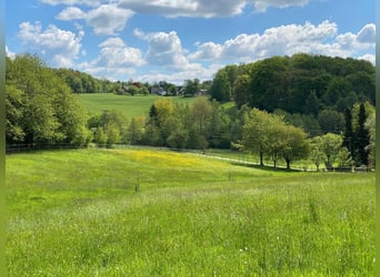 Rearing facilities & summer pasture for mares and foals from spring 2027