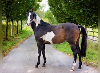 Weaning paddock for weanlings