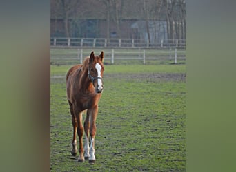 Weaning paddock for weanlings