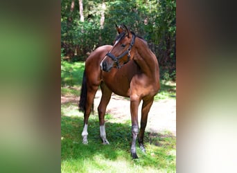 Weaning paddock for weanlings