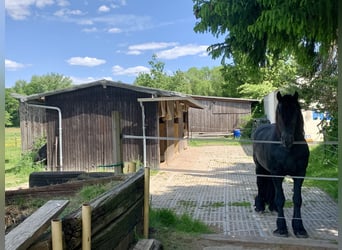 1 Einstellplatz im Offenstall für Wallach 