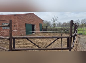 2-3 Plätze in einem Offenstall auf Selbstversorgerbasis zu vergeben 