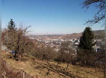 70329 Stuttgart-Hedelfingen (Alosenweg) Open stable space / pasture / shelter for pony or small hors