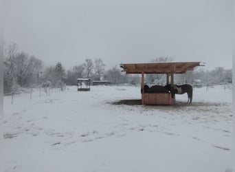 ...a place for your mare...