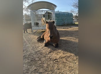 Allergy-friendly stable space available for a gelding in pony size.