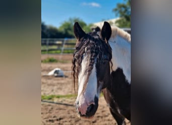 Available stable space in an open stable – suitable for horses with allergies or respiratory sensiti