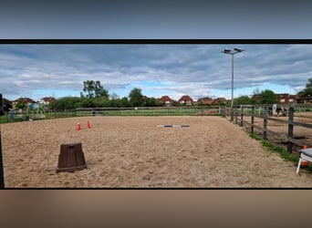 Available stable space in an open stable – suitable for horses with allergies or respiratory sensiti