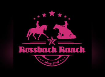 Available stabling spaces // Private open stable // Paddock with run-in shed