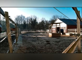  Biete Paddock / Offenstallplatz in Schildow