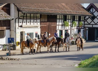 Birkenhof Pferdepension in Bachs