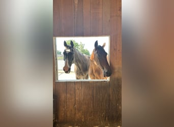 Boarding spaces for horses available from November.