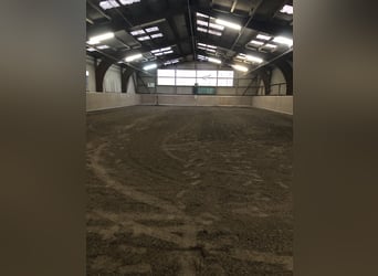 Care for non-riding horses and ponies / Retirement management