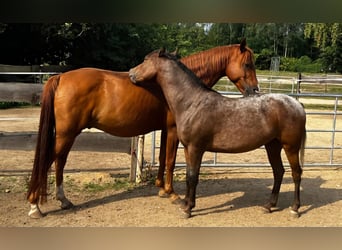 Einstell- Pensionsplatz im Offenstall für Pferd/Pony in Görlitz am Berzdorfer See