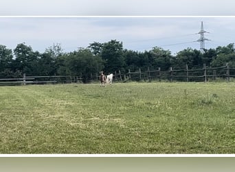 Einstellplatz im Offenstall