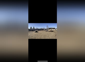 Einstellplatz im Offenstall