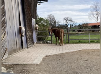 Einstellplatz im Offenstall mit Trail frei - nur Stuten 