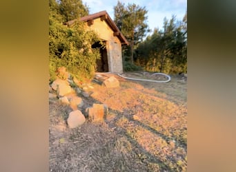 Free horse pasture with grazing land – Querciola area (BO) – in exchange for the possibility of
