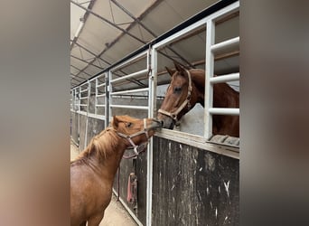 Freie Offenstallplätze in unserer Stuten-Herde