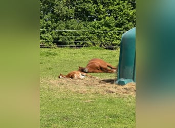 Freie Offenstallplätze in unserer Stuten-Herde