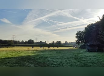 Freie Pensionsplätze; Standort: 59379 Selm