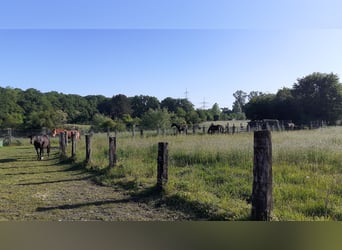 Freie Pensionsplätze; Standort: 59379 Selm