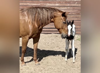 Freie Pferdeplätze auf der El Bronco Ranch (Ungarn)
