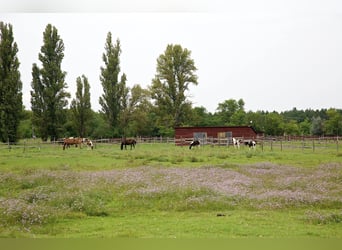 Freie Pferdeplätze auf der El Bronco Ranch (Ungarn)
