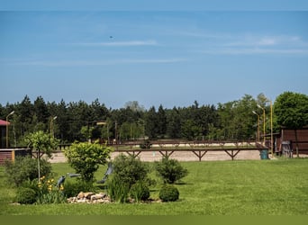 Freie Pferdeplätze auf der El Bronco Ranch (Ungarn)