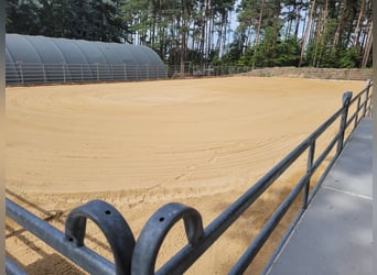 Loose box or paddock stall available