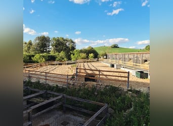 New outdoor paddock system