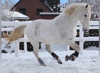 Offenstall an der Nordsee für Wallache Allergiker/COPD/Astma 