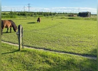 Offenstall : bezugsferige Anlage