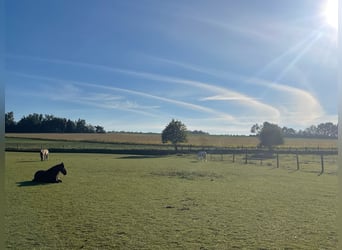 Offenstall f. Teil-/Selbstversorger f. 2 - 4 Pferde