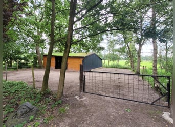 Offenstall für Kurpferde/Rehapferde
