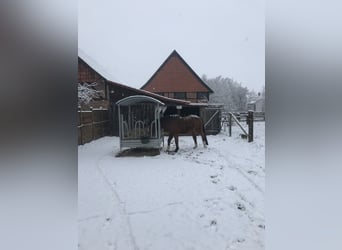 Offenstall für Rentnerpferd