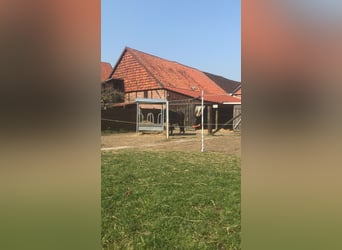Offenstall für Rentnerpferd