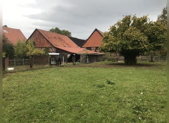 Offenstall für Rentnerpferd