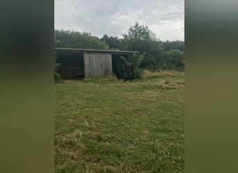 Offenstall für Rentnerpferd