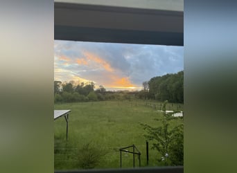 Offenstall in Hünxe/ Drevenack