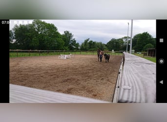 Offenstall-Platz Schaumburg