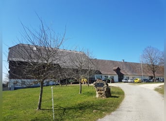 Offenstall und grosse Boxen auf idyllischem Bioland-Gutsbetrieb frei