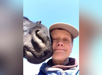 Offenstall/Bewegungsstall mit Reitplatz 235 Euro/Mon in Bad Iburg