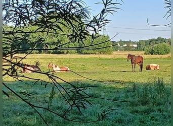 Offenstallplätze /  Ganzjahresplätze in gemischter Herde 