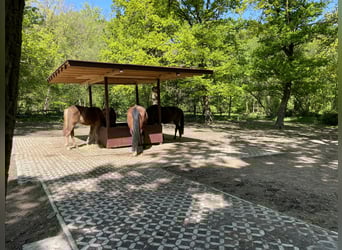 Offenstallplatz Aufzuchtplatz Weiden großer Paddock Bewegungsplatz