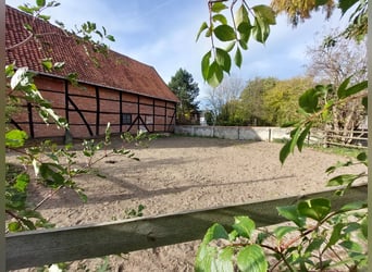 Offenstallplatz für eine Stute 