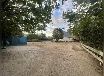 Offenstallplatz für Shetty in Vollpension 