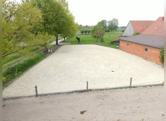 Offenstallplatz für Stute / Allergiker